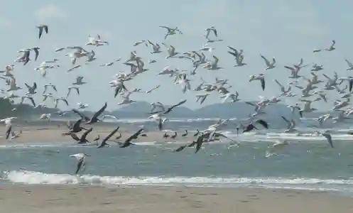 Punta izopo  honduras