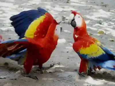 Punta sal honduras