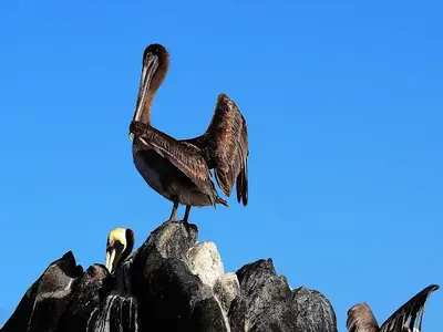 Punta izopo  honduras